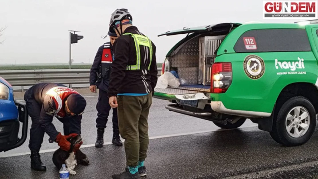 Jandarma ekipleri yavru köpeği kurtardı