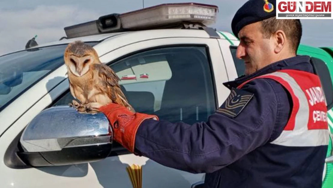 Jandarmanın yaralı bulduğu peçeli baykuş koruma altına alındı