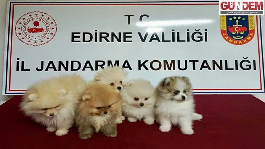 Kaçak getirilen 5 cins köpek ele geçirildi