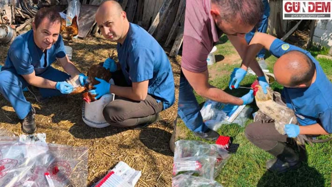 Kanatlı hayvanlardan tarama için kan örnekleri alındı