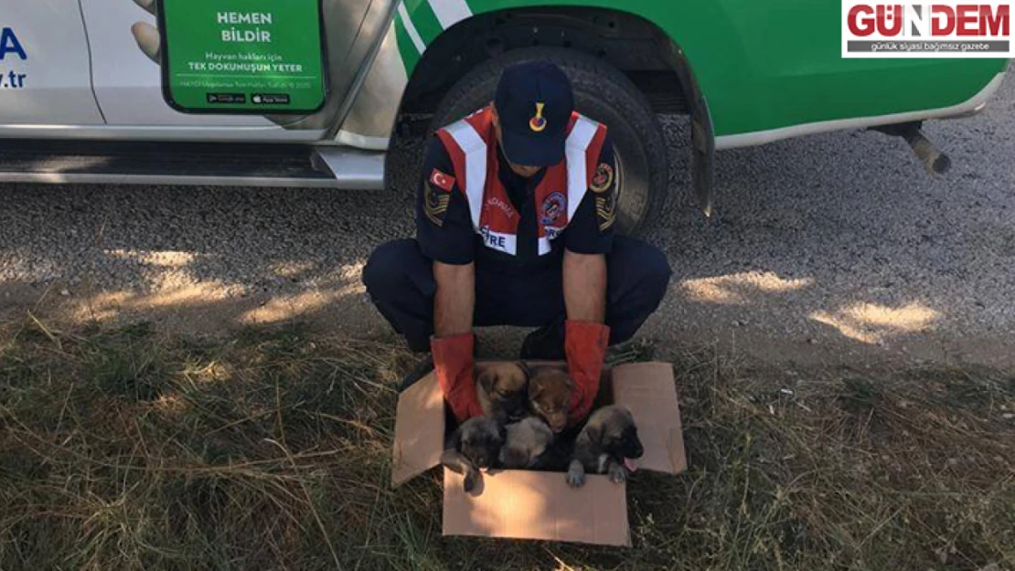 Karayolunda terk edilmiş yavru köpeklere jandarma sahip çıktı