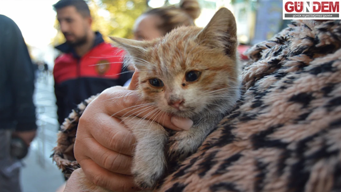 Kedi yavrusu kurtarıldı