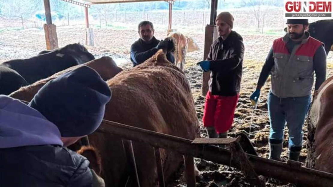 Keşan'da Hastalıktan Ari İşletme kapsamında çalışmalar sürüyor