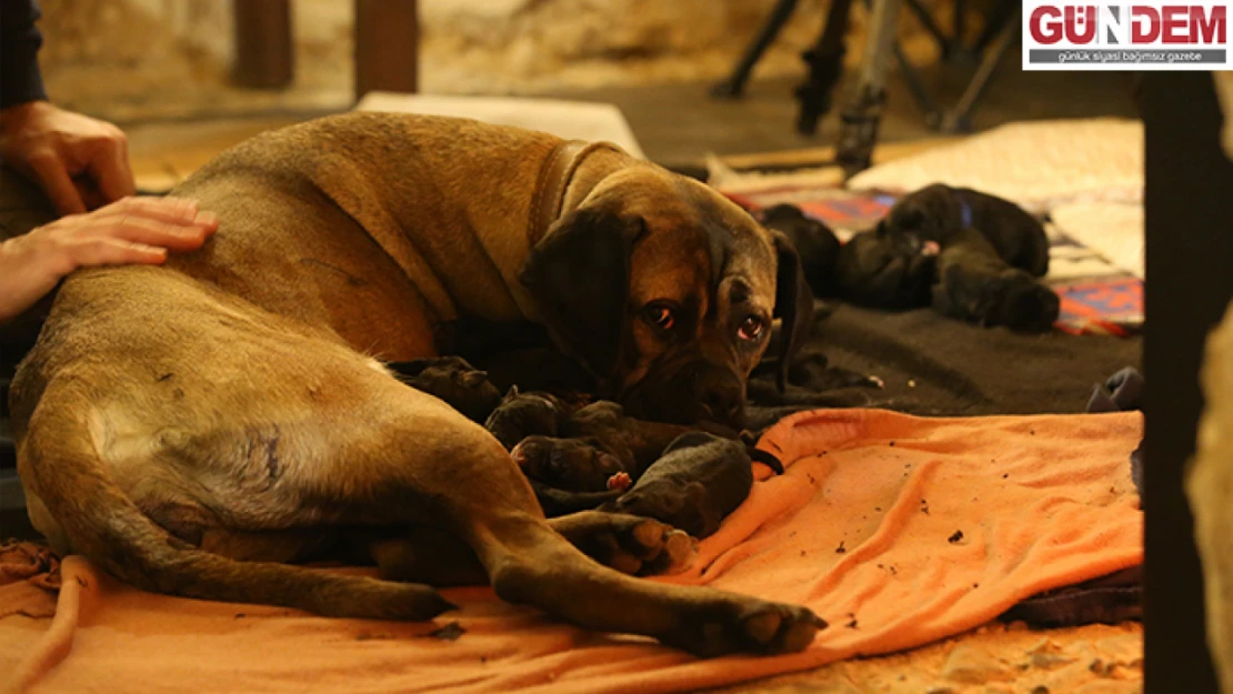 Kırklareli'nde 'Cane Corso' cinsi köpek 14 yavru doğurdu