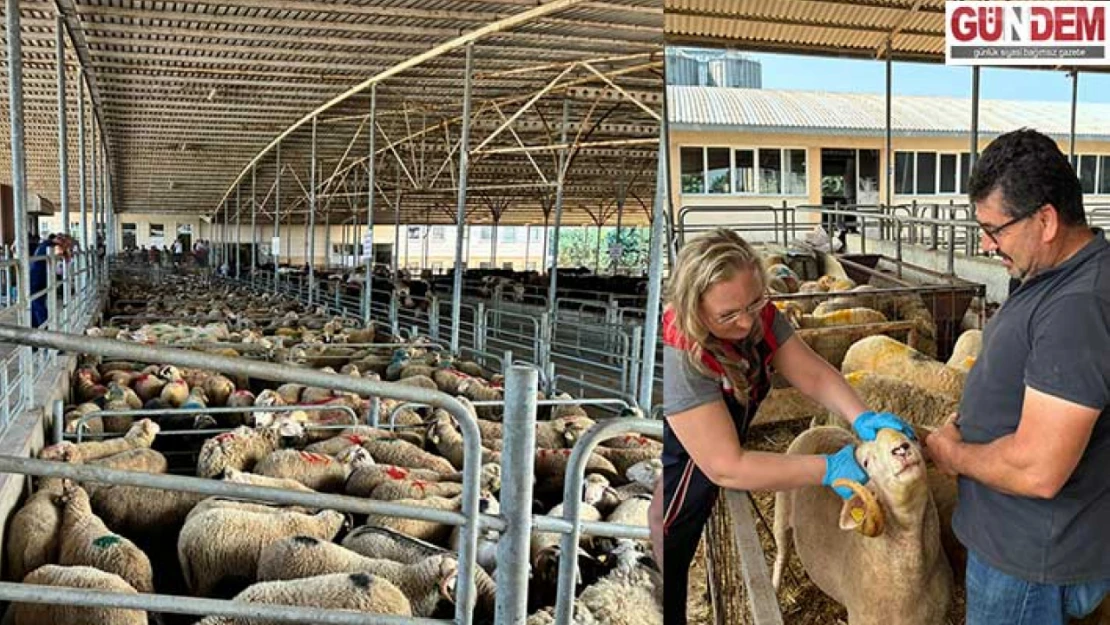 Kurban satış alanlarına hijyen denetimi