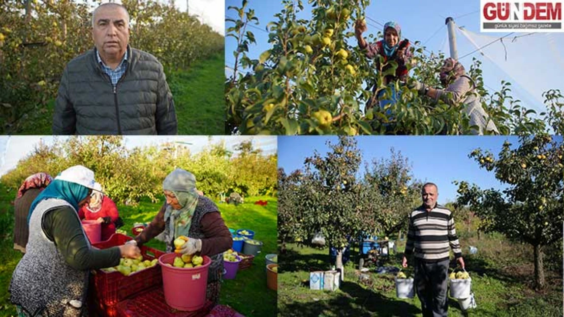 Kuzucu'daki meyve bahçeleri, kent çiftçisine alternatif gelir kaynağı oluyor