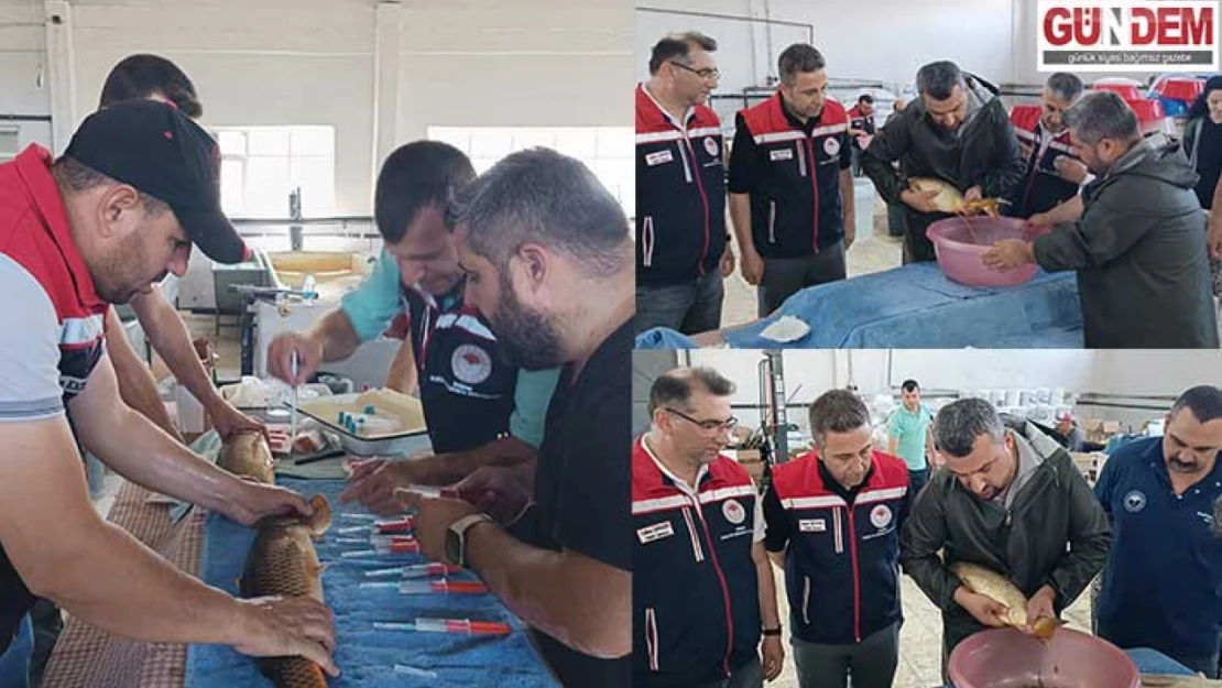 Milyonlarca yavru sazan yolda