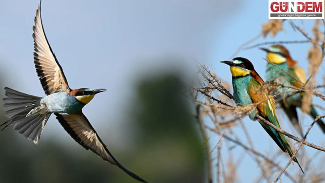 Sınırın renkli misafiri arı kuşu yavrularını büyütmeye hazırlanıyor