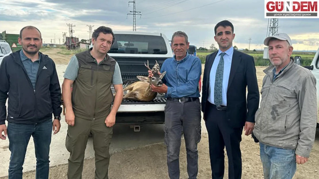 Su kanalına düşen karacayı çeltik işçileri kurtardı