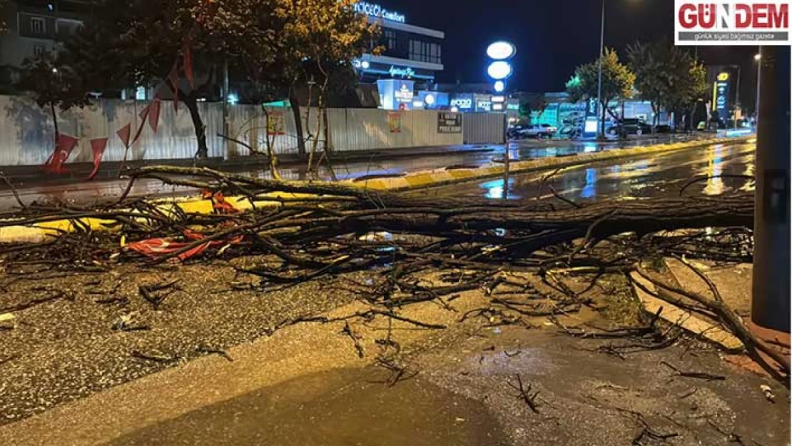 Talatpaşa Caddesi'ndeki bir ağaç yola devrildi