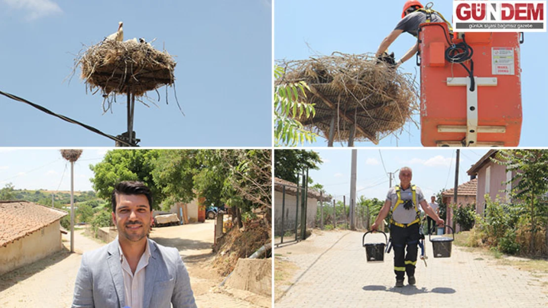 Tekirdağ'da leylek yuvalarının bakımları yapıldı