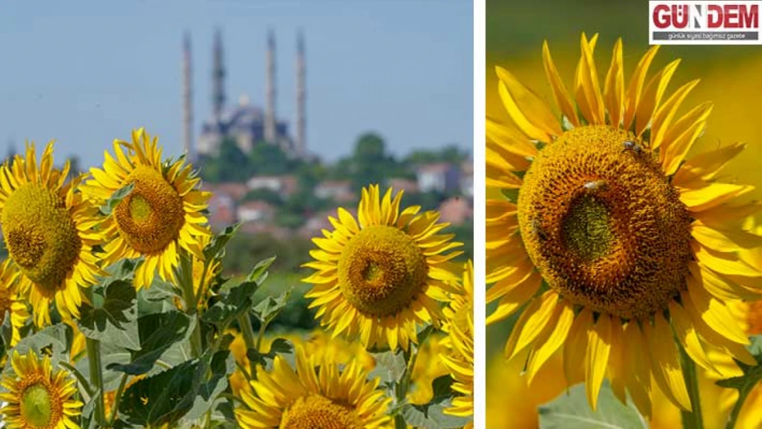 Trakya'da doğa sarıya büründü