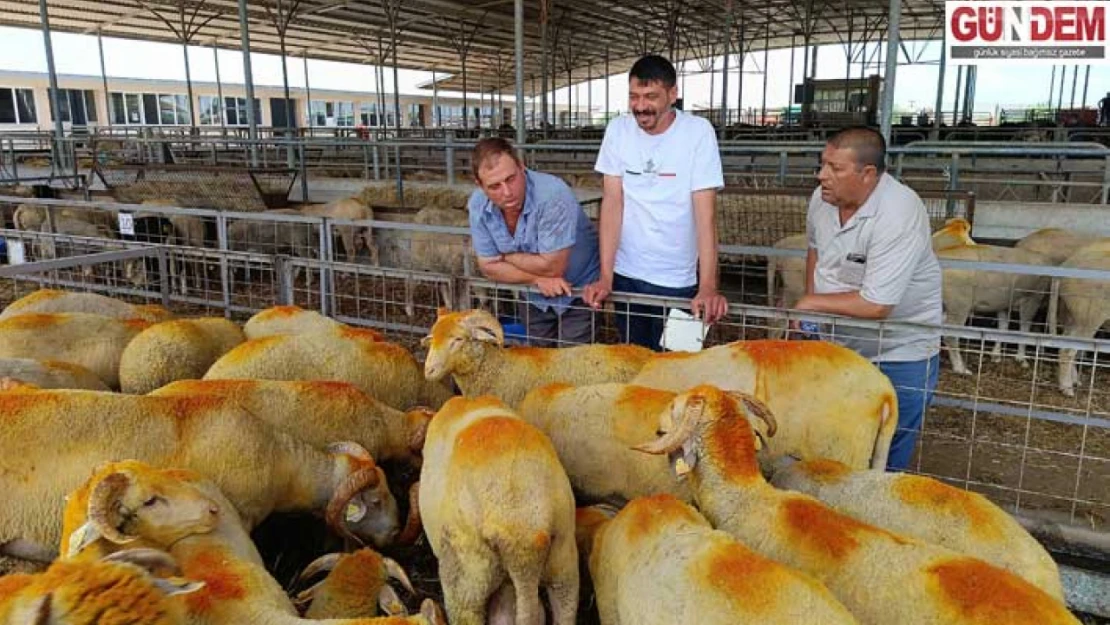 Trakya'da Kurbanlıklar Pazarda Yerini Aldı