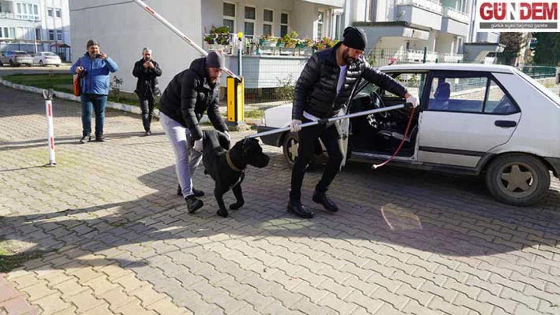 Vatandaşa Saldıran Köpek Barınağa Götürüldü