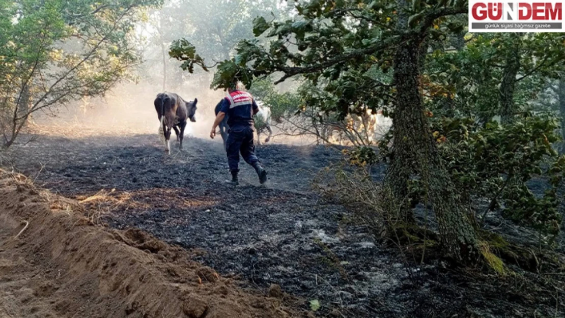 Yangının ortasında kalan hayvanlar, jandarma ekiplerince kurtarıldı