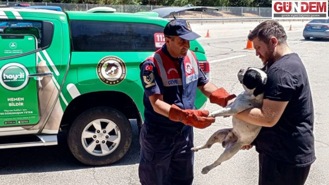 Yaralı köpek tedavi altına alındı