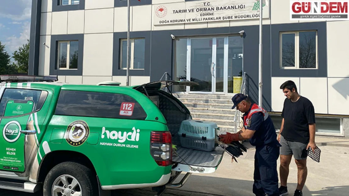 Yaralı leylek tedavisi sonrası doğaya salındı