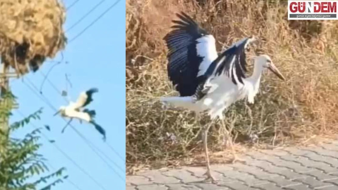 Yuvasının yanında elektrik direğinde asılı kaldı