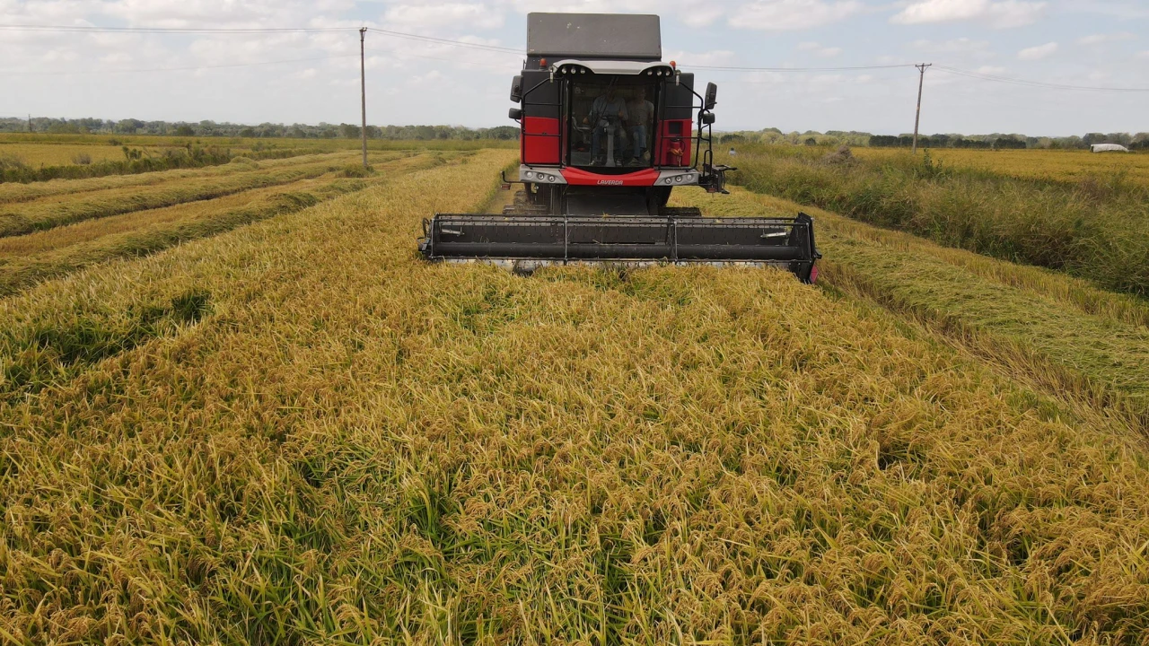 Çeltik ambarı Edirne'de hasat mesaisi başladı