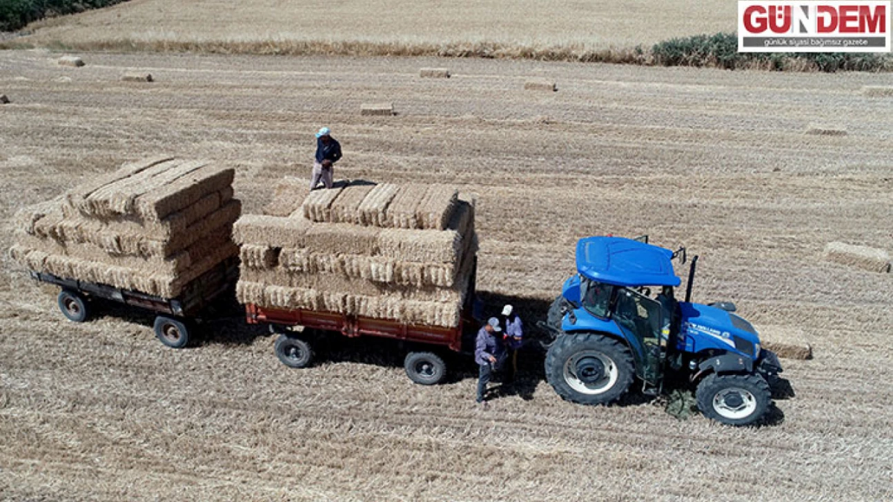 Balyacılar güneşin kavurduğu buğday tarlalarında kış hazırlığı yapıyor