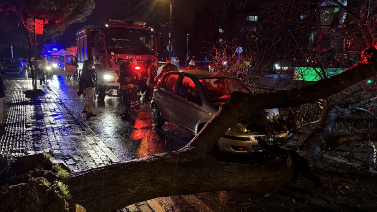 Edirne'de seyir halindeki otomobilin üzerine ağaç devrildi