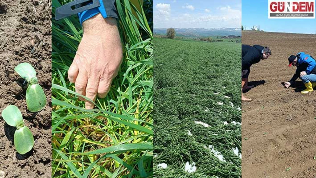 Keşan'da Don Riskine Karşı Tarım Alanları Gözden Geçirildi