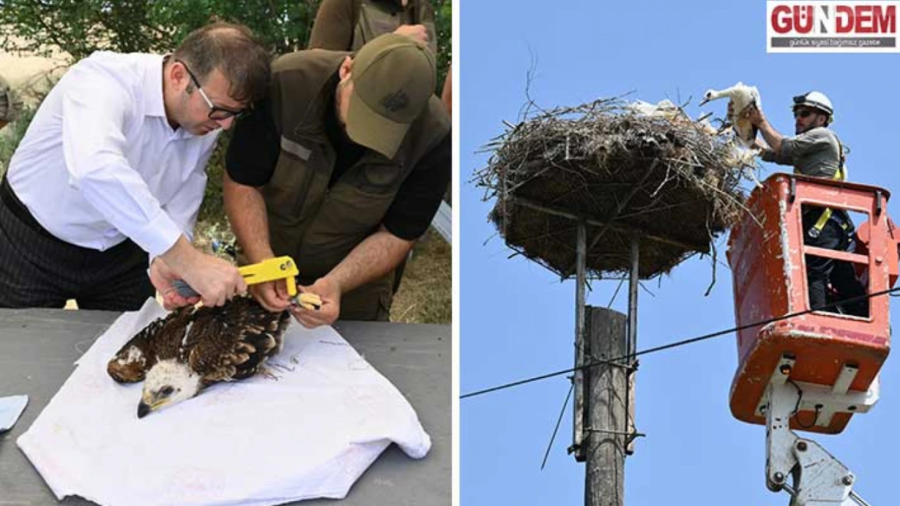 Trakya'da, leylekler ve Şah Kartal için koruma seferberliği başladı
