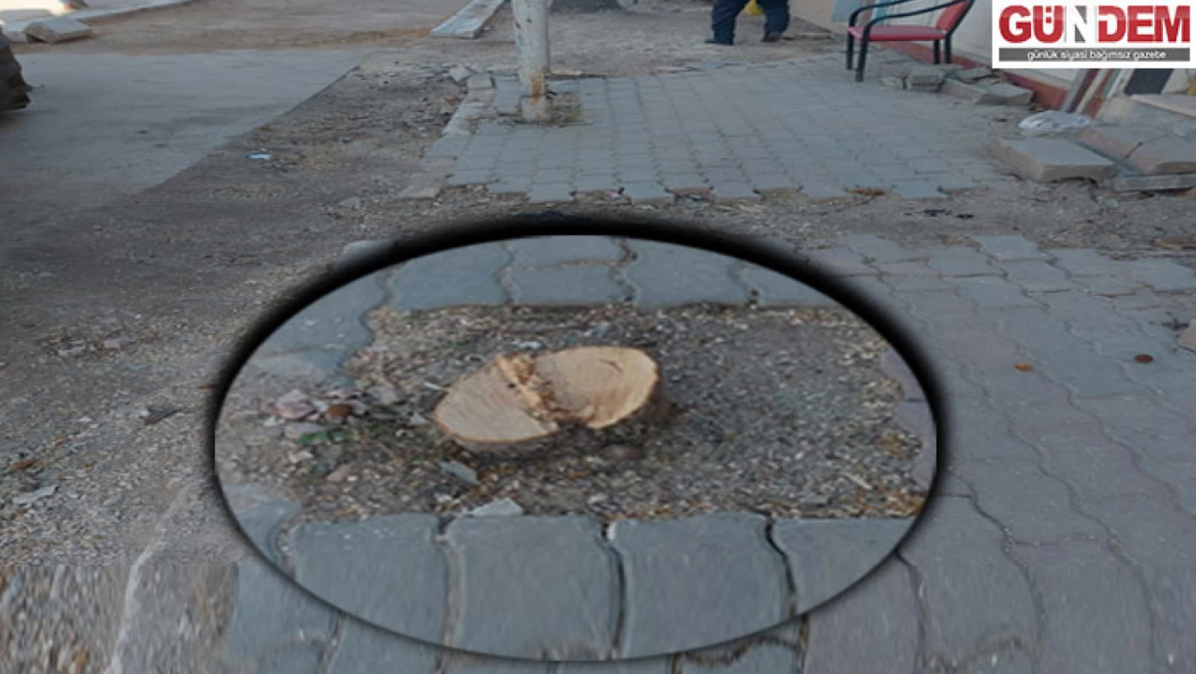 CHP'li Belediyenin peyzaj çalışması sırasında ağaçları kestiği iddia edildi