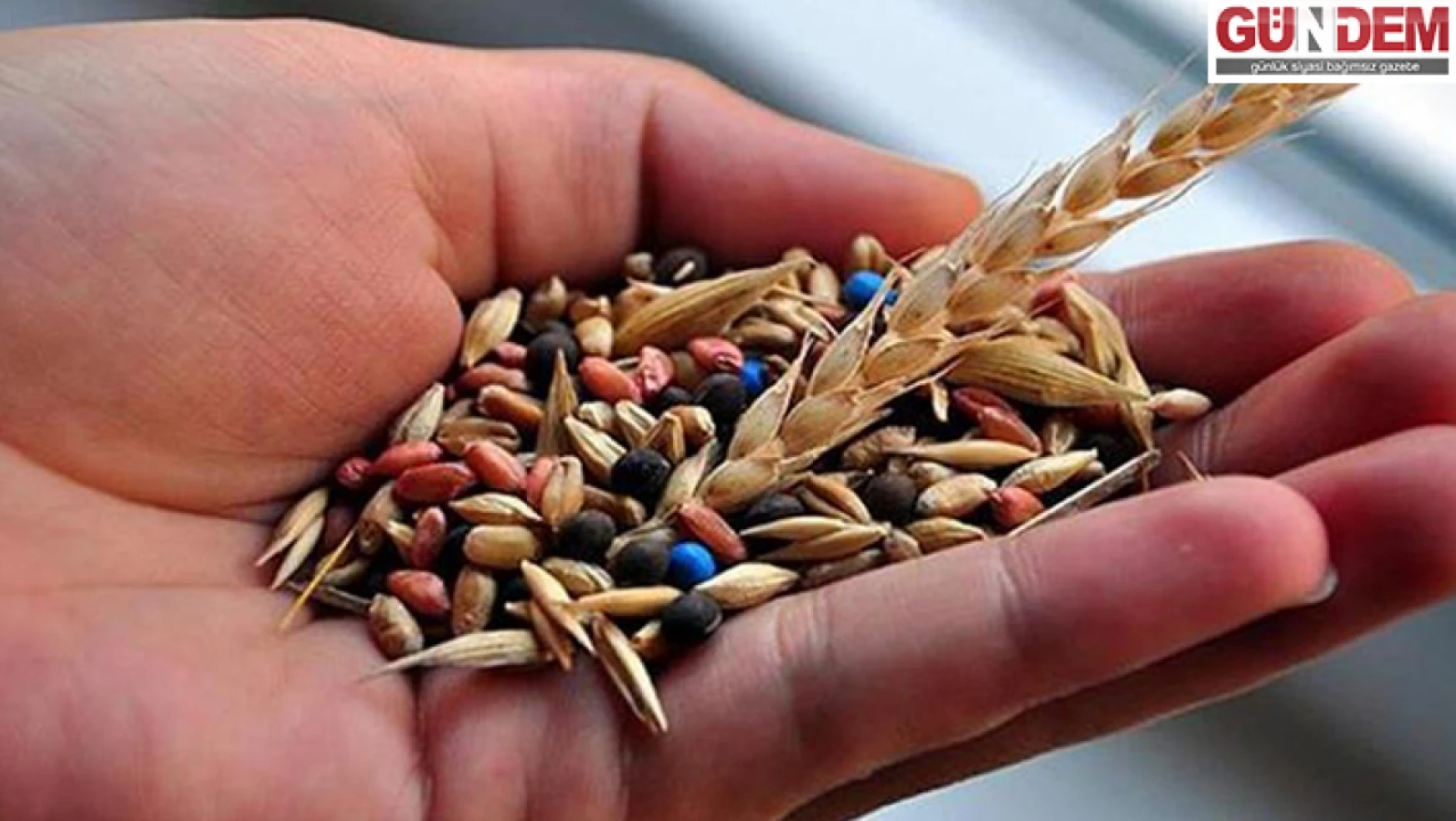 Edirne'de üreticilere yüzde 75 hibeli yem bitkisi tohumu dağıtılacak