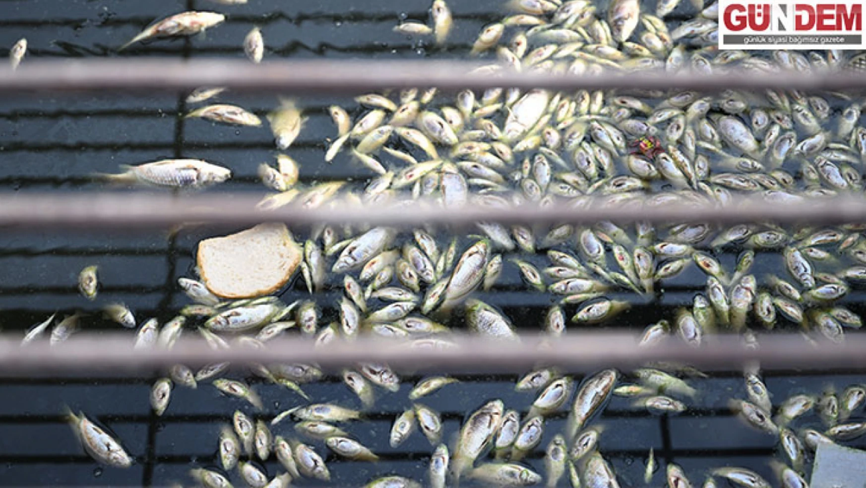 DSİ, kanalda balık ölümleriyle ilgili inceleme yaptı