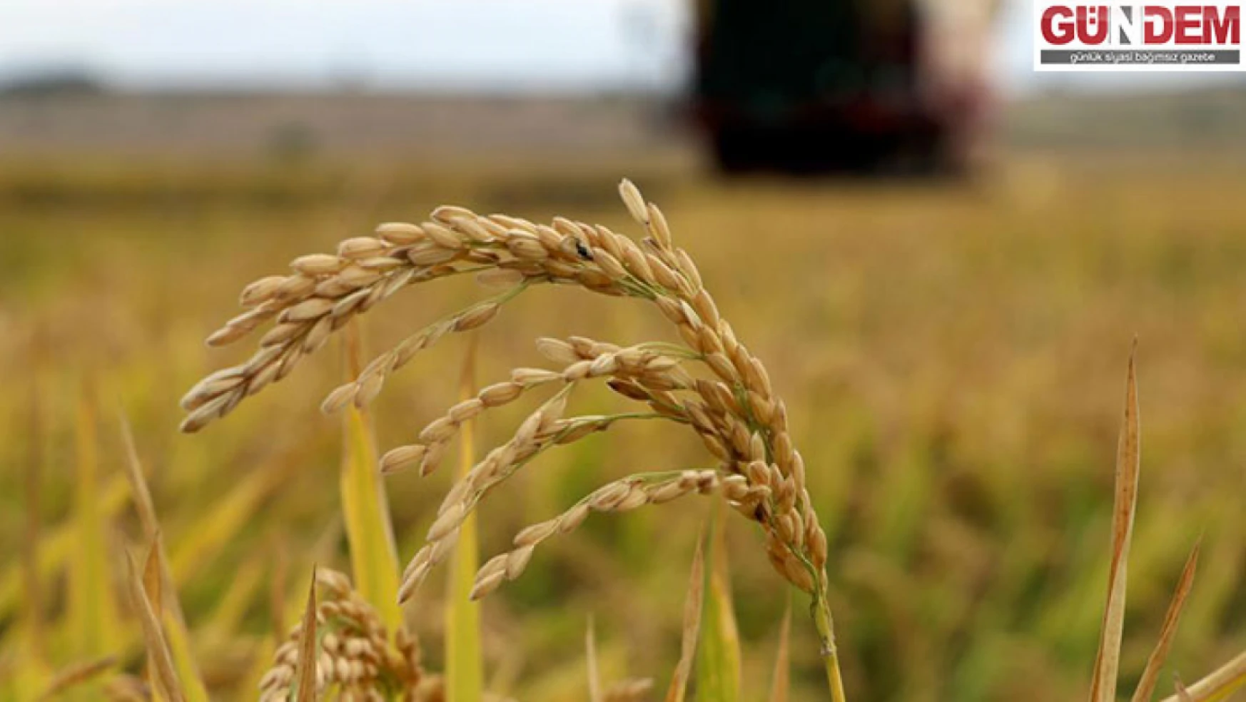 Edirne'de üreticilere yüzde 75 hibeli çeltik tohumu dağıtılacak