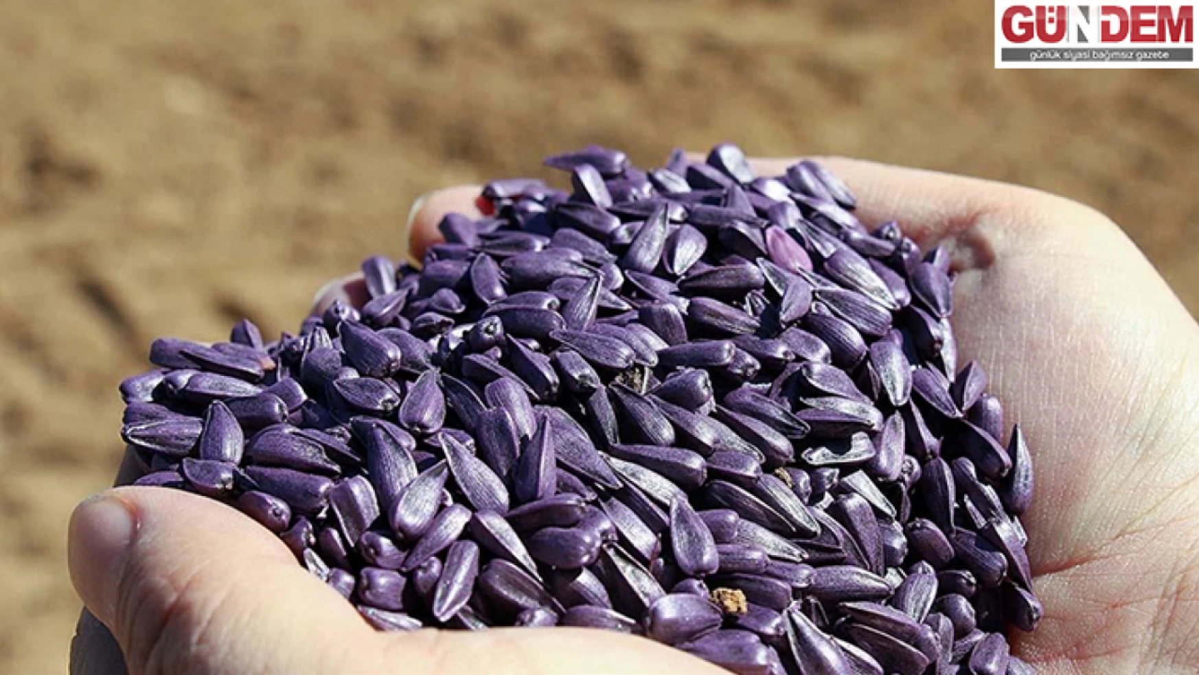 Edirne'de üreticilere yüzde 75 hibeli ayçiçeği tohumu dağıtılacak
