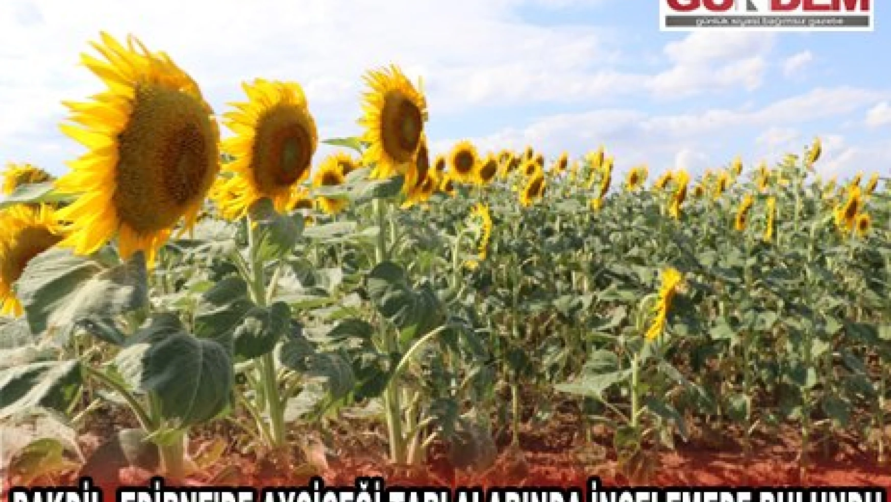 Bakan Yardımcısı Pakdil, Edirne'de ayçiçeği tarlalarında incelemede bulundu