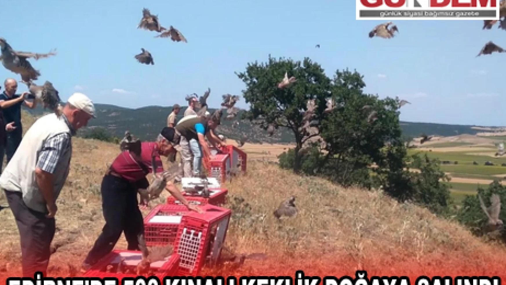 Edirne'de 500 kınalı keklik doğaya salındı