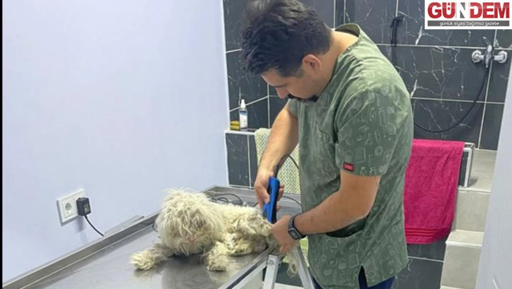 Hayvan barınağı kapısına bırakılan yaralı köpekler tedaviye alındı