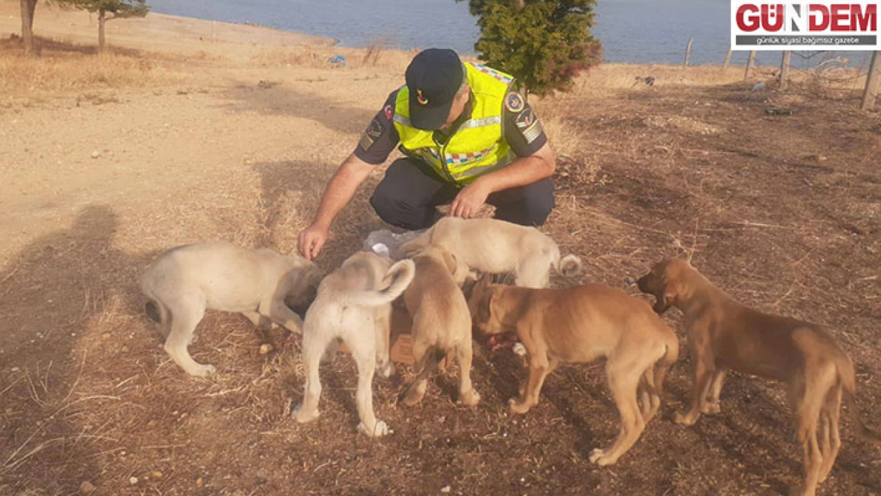Jandarma ekipleri, 6 yavru köpeğe sahip çıktı