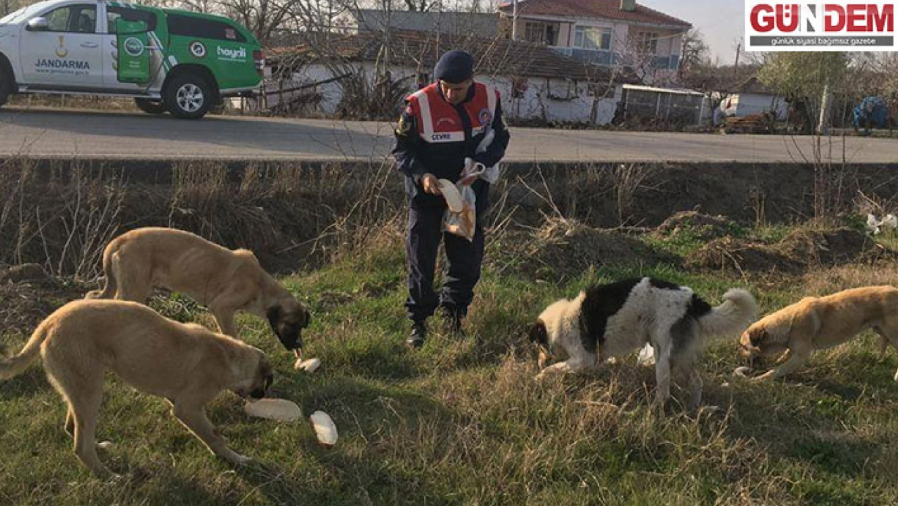 Jandarma ekipleri sahipsiz köpekleri besledi