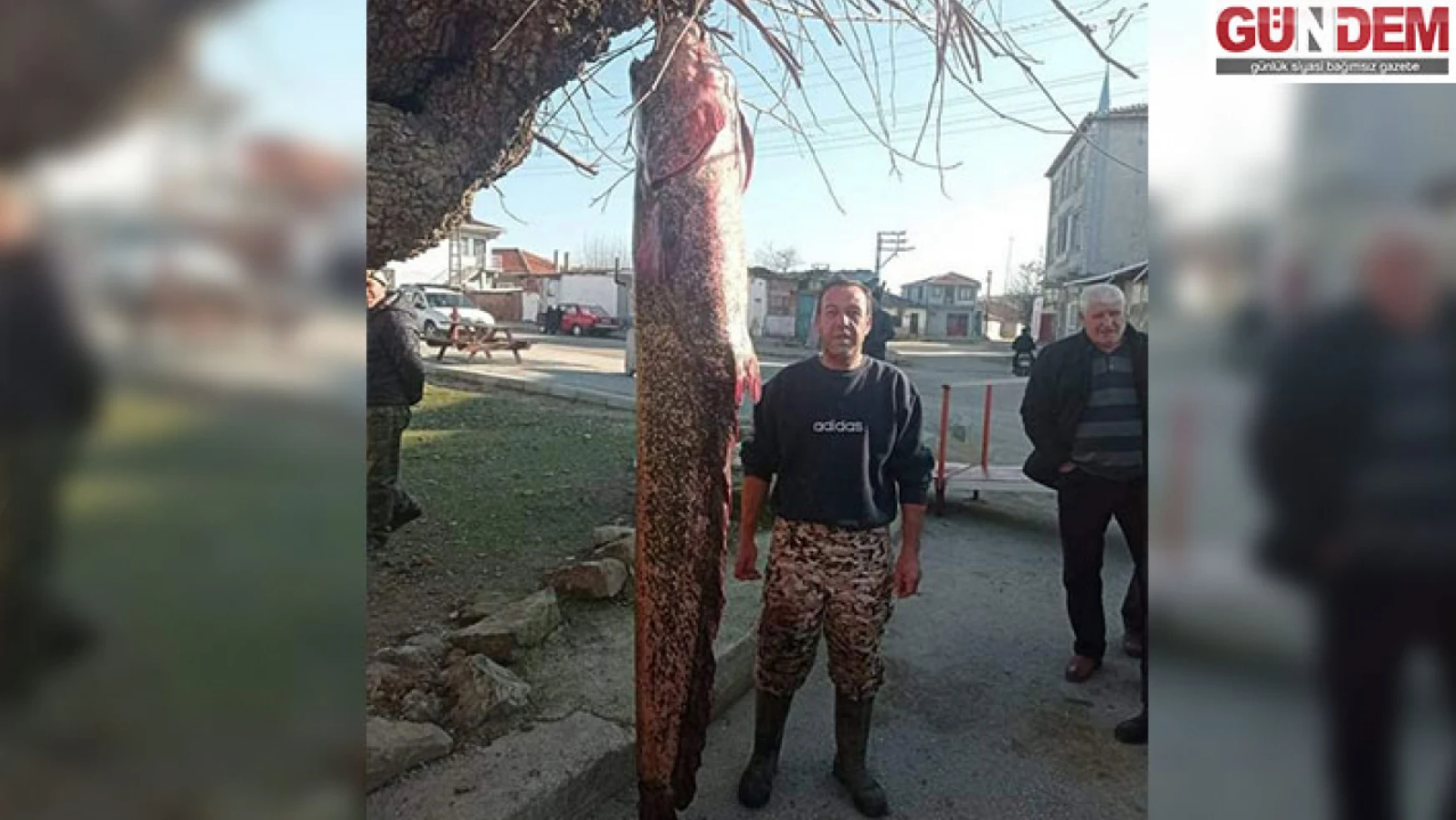 Meriç Nehri'nde 2 metre 30 santimetrelik yayın balığı yakalandı