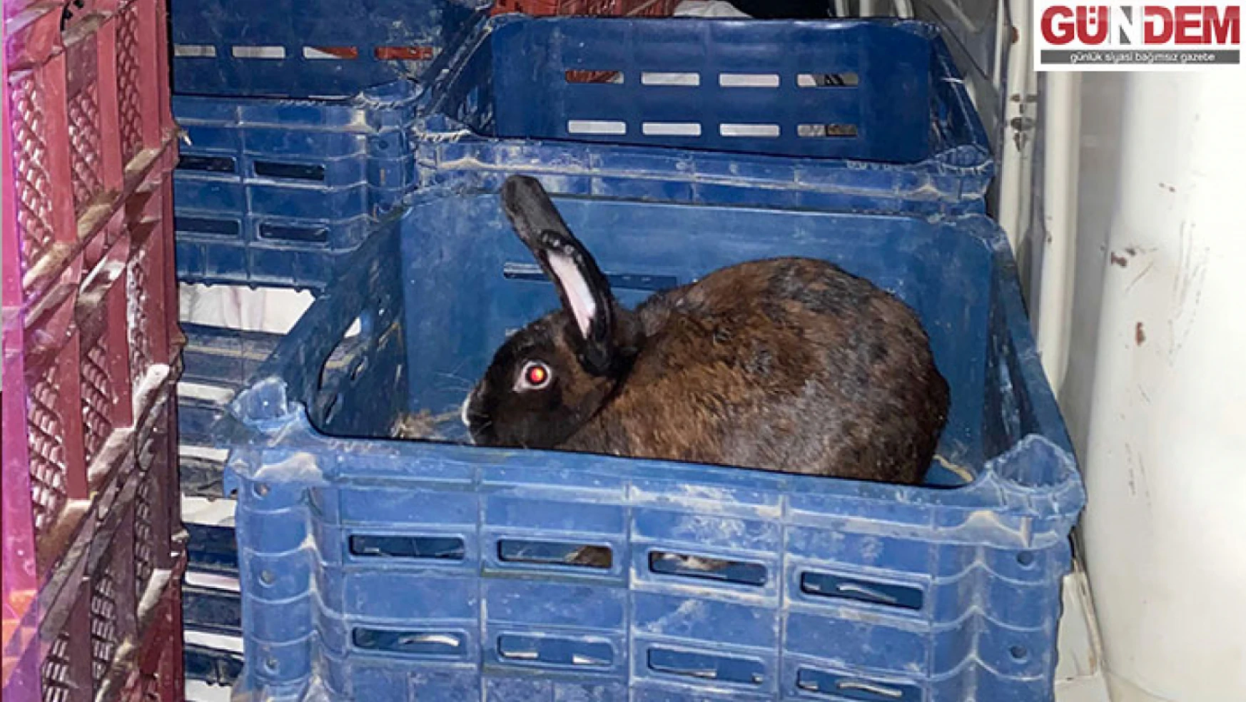Nakil belgesiz tavşan ele geçirildi
