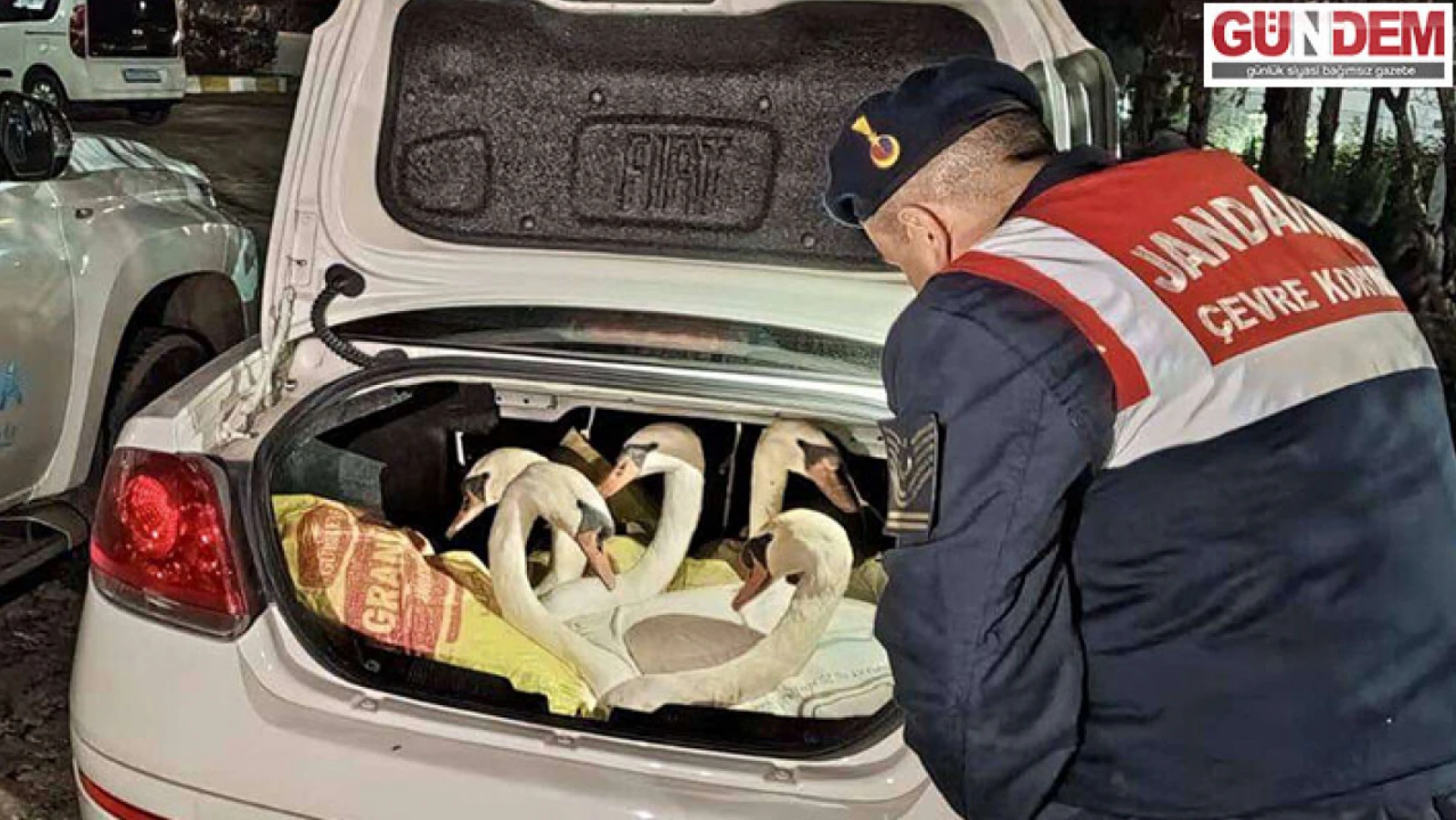 Otomobil bagajında yakalan yabani kuğular Gala Gölü Milli Parkı'na bırakıldı