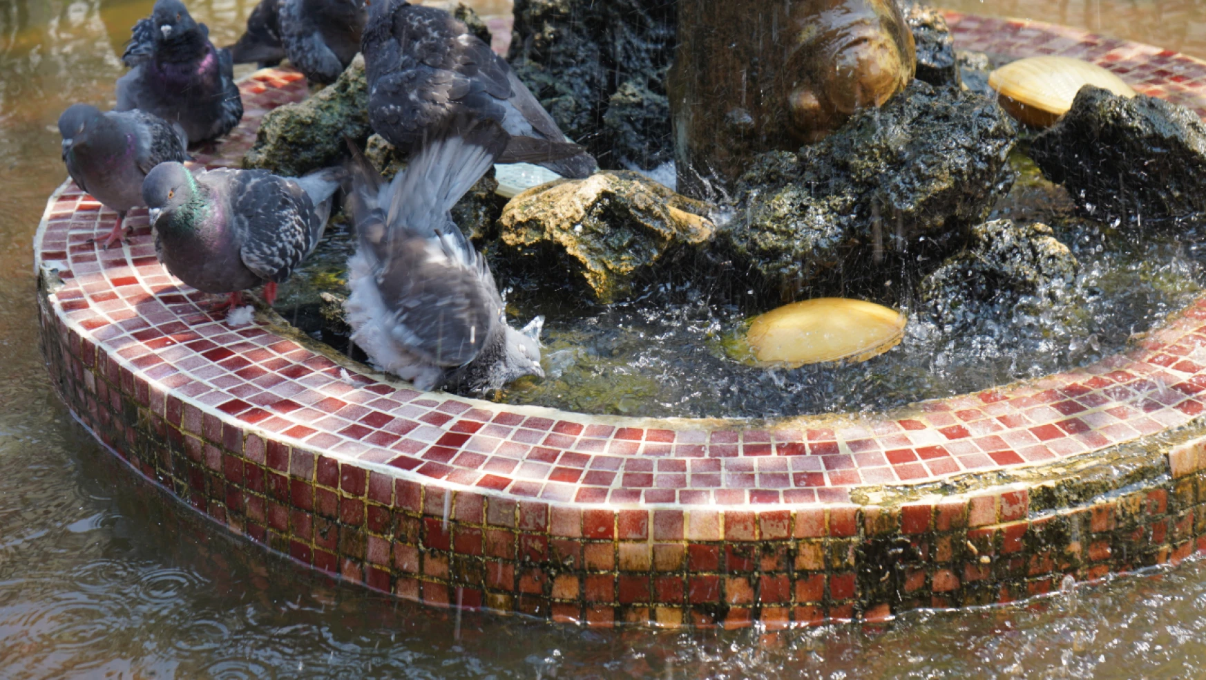 Sıcaktan bunalan güvercinler, süs havuzunda serinliyor