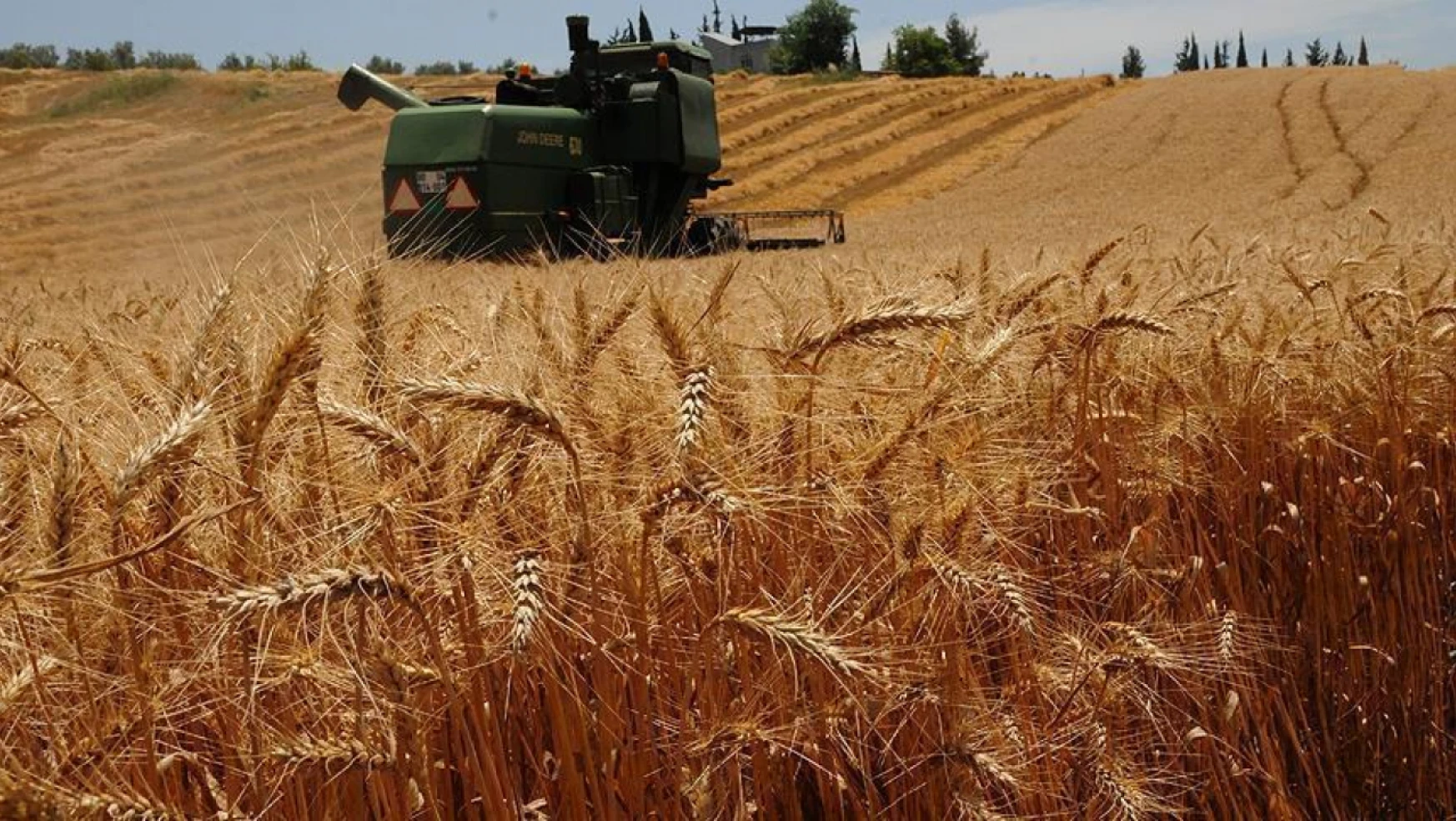 'Son yılların en kalitesiz buğdayı'