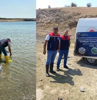 1 milyon 844 bin pullu sazan yavruları Kırklareli'ndeki göletlere bırakıldı