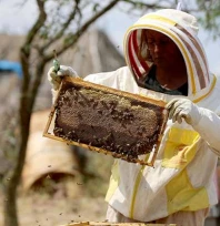 Arı yetiştiricilerine bilgi desteği