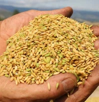 Çeltik Hasadı tamamlanıyor