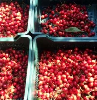 Çeribaşı Kirazı Edirne'nin tescilli tarım ürünü oldu