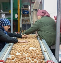 Ceviz üretimine başlayan işletme elektriğini güneşten karşılıyor