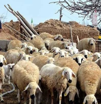 Çoban istihdamına yüzde 125 zam