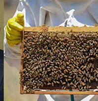 Coğrafi işaret balların niteliğini ve katma değerini arttırıyor