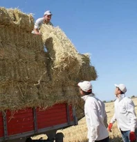 Edirne'de çeltik saplarından yakıt